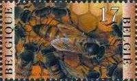 Honey Bee (Apis mellifica) - Queen with her Court