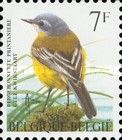 Western Yellow Wagtail (Motacilla flava)