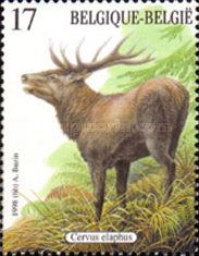 Red Deer (Cervus elaphus)