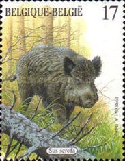 Wild Boar (Sus scrofa)