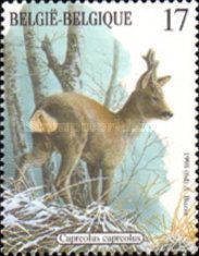 Western Roe Deer (Capreolus capreolus)