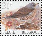 Fieldfare (Turdus pilaris)