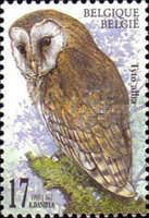 Common Barn Owl (Tyto alba)