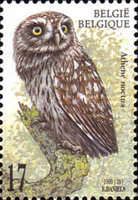 Little Owl (Athene noctua)