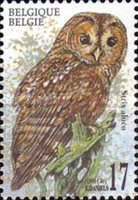 Tawny Owl (Strix aluco)