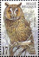 Long-eared Owl (Asio otus)