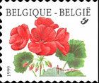 Pelargonium "Matador" - Right Imperforate