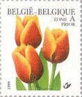 Tulip Triumph "Kees Nelis" 