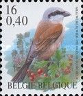 Red-backed Shrike (Lanius collurio)