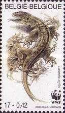 Sand Lizard (Lacerta agilis)