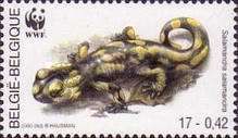 Fire Salamander (Salamandra salamandra)