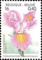 Iris spuria