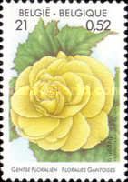 Begonia