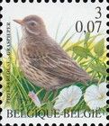 Meadow Pipit (Anthus pratensis)