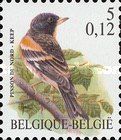 Brambling (Fringilla montifringilla)