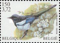 Eurasian Magpie (Pica pica)
