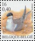 Common Tern (Sterna hirundo)