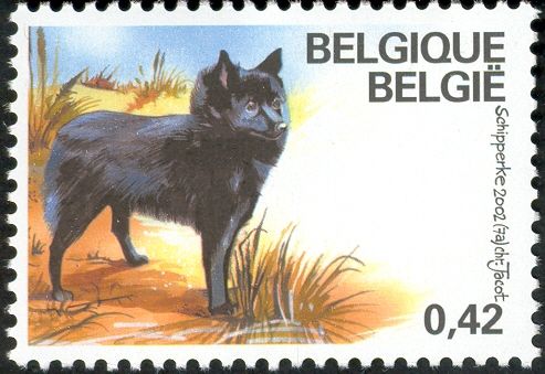 Schipperke (Canis lupus familiaris)