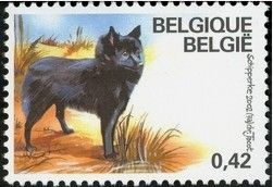 Schipperke (Canis lupus familiaris) with Label
