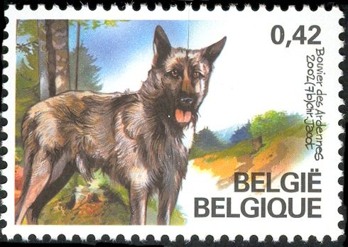 Bouvier des Ardennes (Canis lupus familiaris)