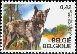 Bouvier des Ardennes (Canis lupus familiaris) with Label