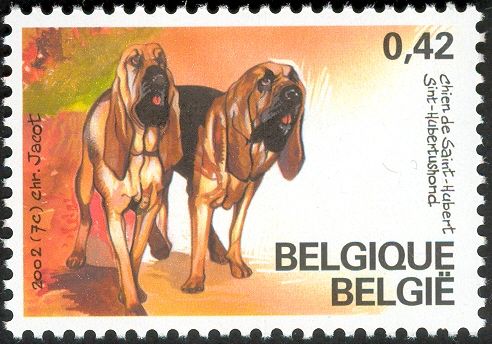 St. Hubert Dog - Bloodhound (Canis lupus familiaris)