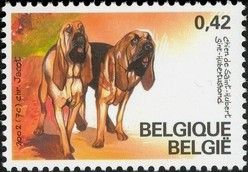 St. Hubert Dog (Canis lupus familiaris) with Label