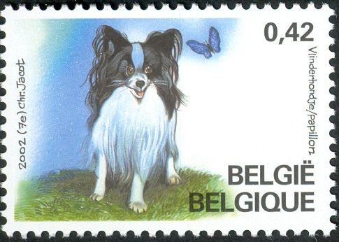 Papillion Dog (Canis lupus familiaris)