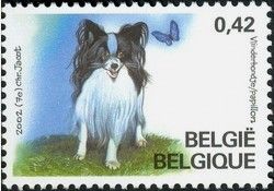 Papillion Dog (Canis lupus familiaris) with Label