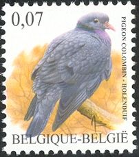 Stock Dove (Columba oenas)
