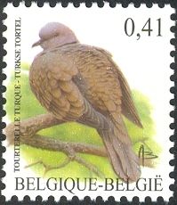 Eurasian Collared Dove (Streptopelia decaocto)