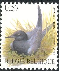 Black Tern (Chlidonias niger) 