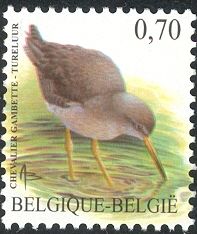 Common Redshank (Tringa totanus)