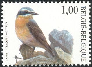 Northern Wheatear (Oenanthe oenanthe)