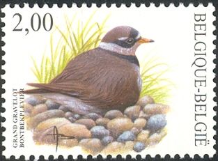 Common Ringed-Plover (Charadrius hiaticula)