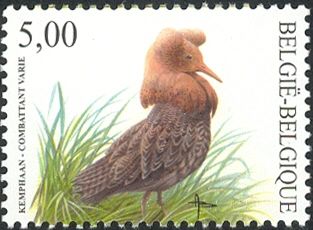 Ruff (Philomachus pugnax)