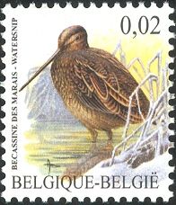 Common Snipe (Gallinago gallinago)