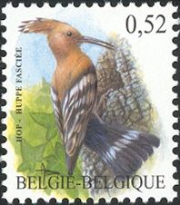 Eurasian Hoopoe (Upupa epops)