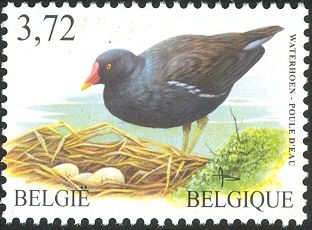 Eurasian Moorhen (Gallinula chloropus)