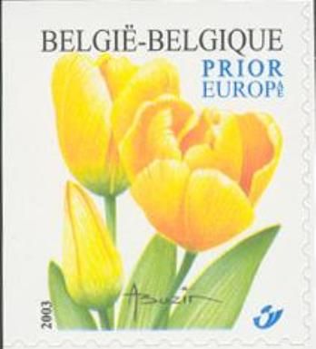 Tulip "Darwin" Top Imperforate