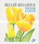 Tulip "Darwin" Bottom and Left Imperforate