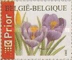 Flowers - Crocus vernus