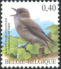 Spotted Flycatcher (Muscicapa striata)