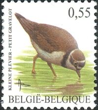 Little Ringed Plover (Charadrius dubius)