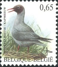 Black-headed Gull (Larus ridibundus)