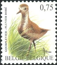 European Golden Plover (Pluvialis apricaria)