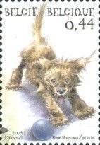 Creole Domestic Dog (Canis lupus familiaris)