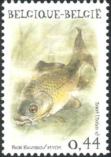 Common Carp (Cyprinus carpio)