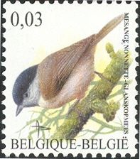Marsh Tit (Poecile palustris)
