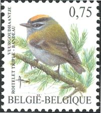 Common Firecrest (Regulus ignicapilla)